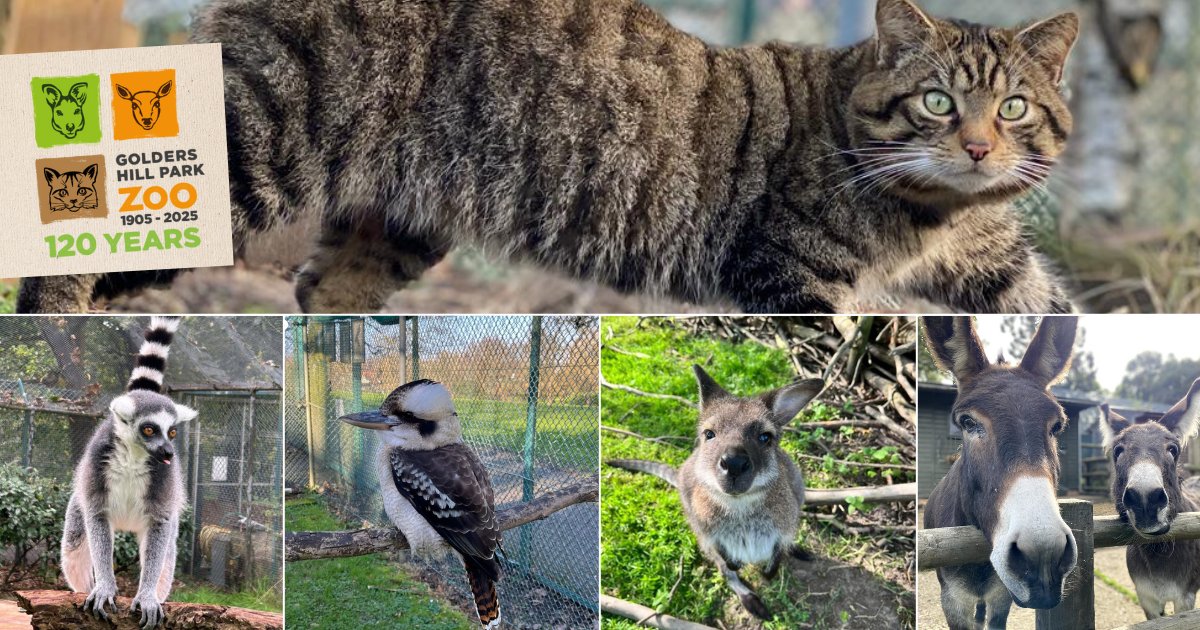 Heath & Hampstead (@handhsocheath) on Twitter photo Join our brand-new walk led by the Golders Hill park zoo manager Laura Botelho to meet the inhabitants of the Golders Hill Park zoo and learn their stories. Meet on Sun 06 Jul, 11:00 am, Deer Enclosure, Golders Hill Park Zoo. #HampsteadHeath Join our brand-new walk led by the Golders Hill park zoo manager Laura Botelho to meet the inhabitants of the Golders Hill Park zoo and learn their stories. Meet on Sun 06 Jul, 11:00 am, Deer Enclosure, Golders Hill Park Zoo. #HampsteadHeath