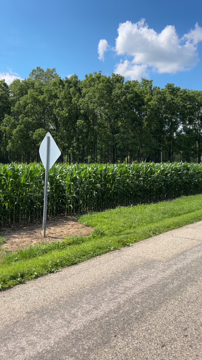 seedgenetics's tweet image. Direct 4111 and Direct 2113 are looking remarkable in Greens Fork, Indiana!
