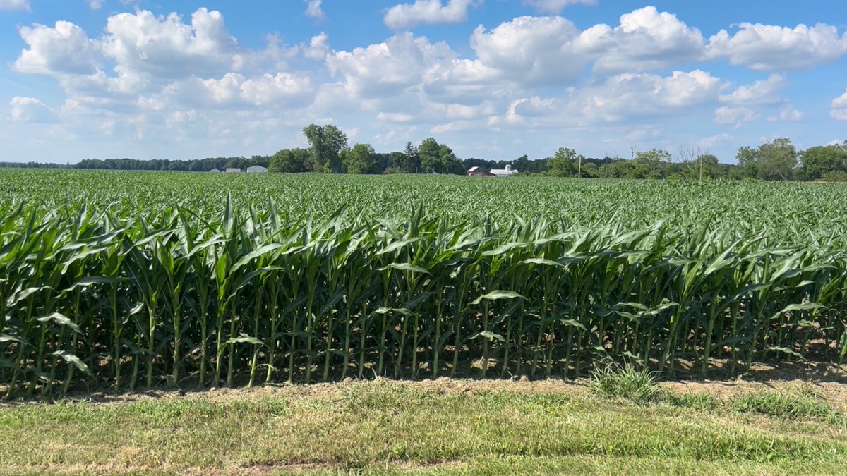 seedgenetics's tweet image. Direct 4111 and Direct 2113 are looking remarkable in Greens Fork, Indiana!