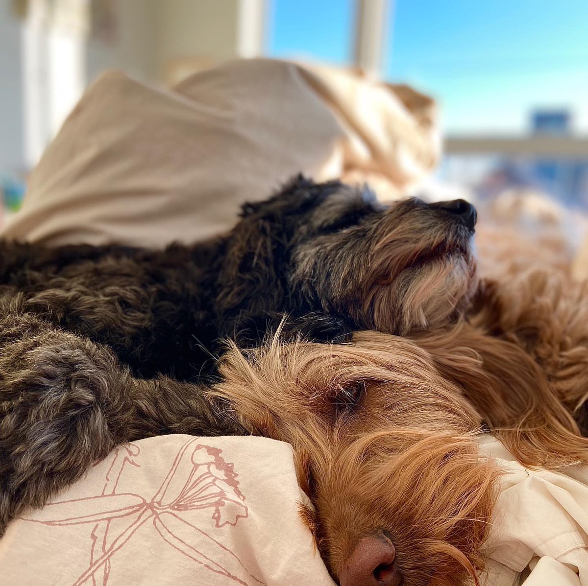 Just when you thought I would not post portraits of my dogs in portrait mode.