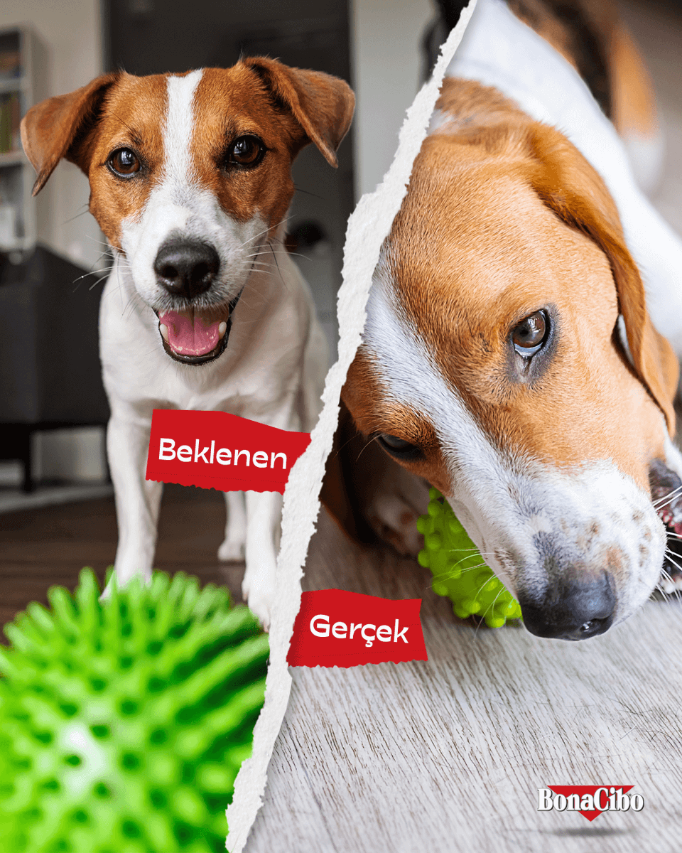 🧶 Oyuncağıyla sakin vakit geçirmesini umut etsek de…
bazıları için oyuncak sadece başlat tuşudur.
Bir bakmışsın, top çoktan dişlenmiş! 🐾🐶💥