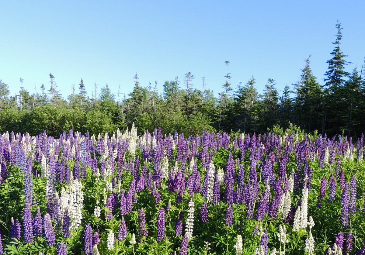 Another favourite of mine are the fields filled with wild lupines at this time of the year.