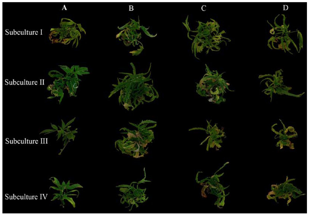 More of our #MostCitedPapers⭐️

Perspective by Hesami et al.: 

🌿Effect of Explant Source on Phenotypic Changes of In Vitro Grown Cannabis Plantlets over Multiple Subcultures🌿

🔗Full paper: mdpi.com/2191798

#Biology #Cannabis #Biotechnology  #PlantCulture #OpenAccess