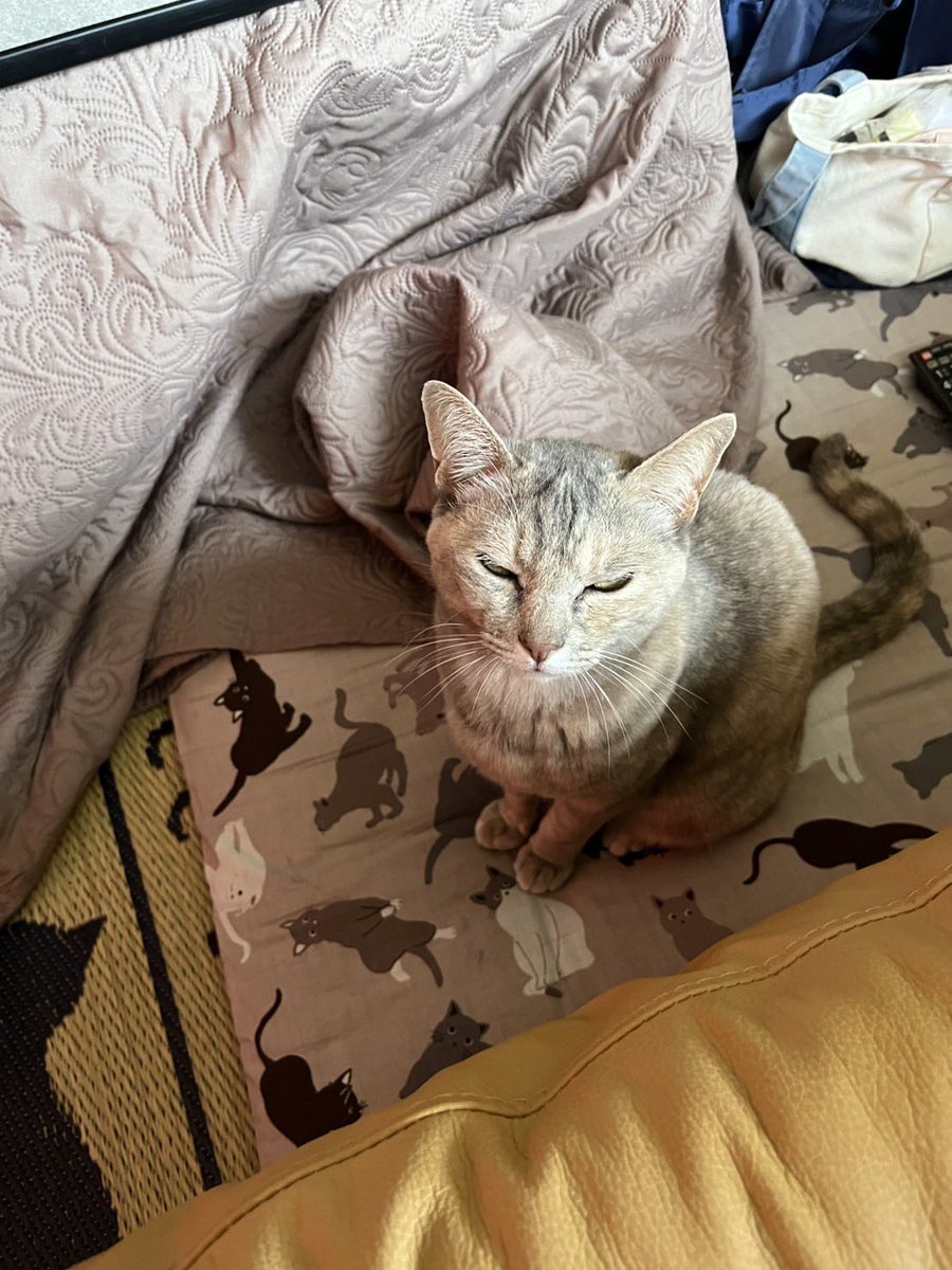 なすびとさばみ