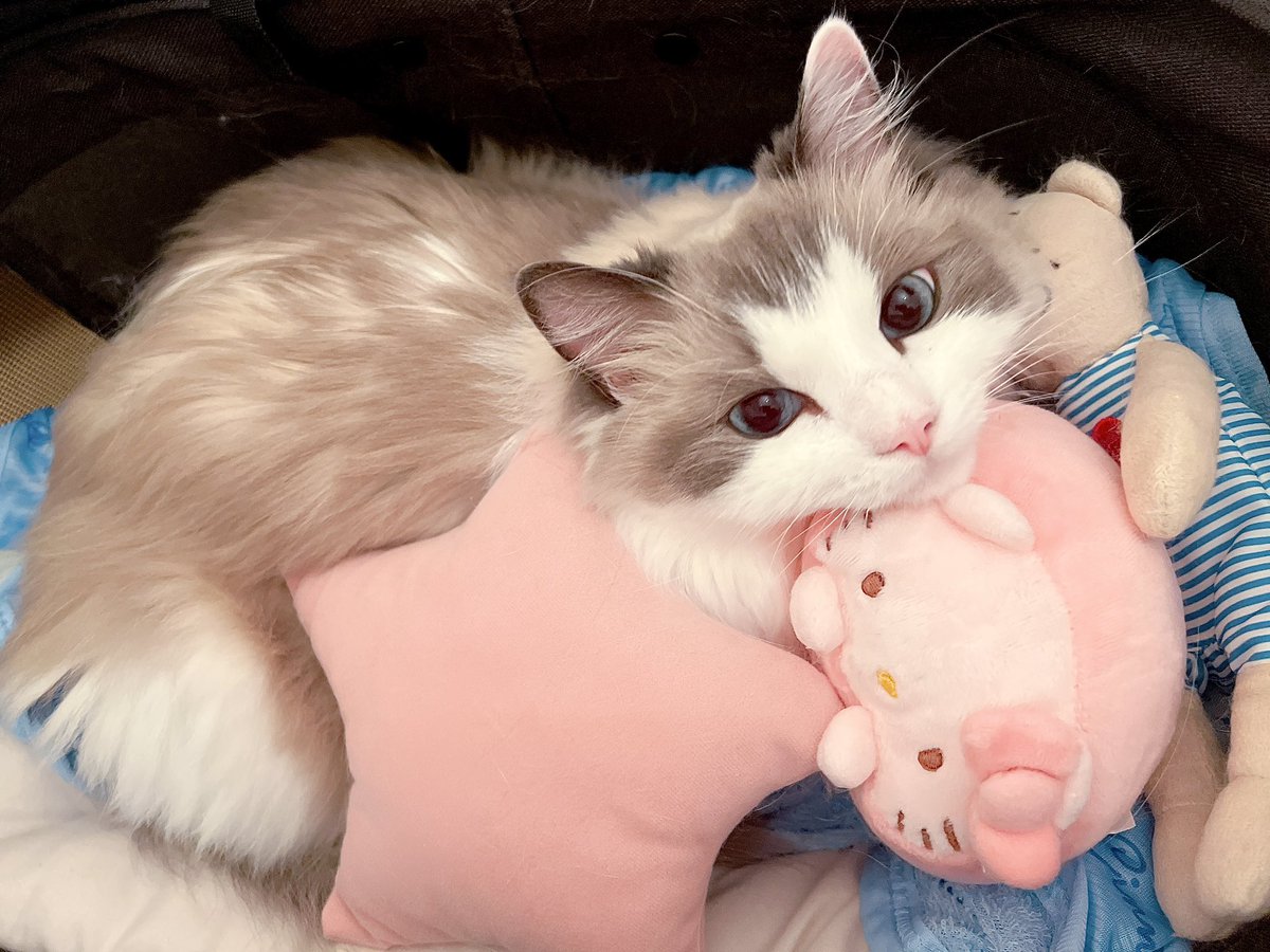 megmamadesu's tweet image. かわいいが渋滞してる💞
#ラグドール   #猫　#ragdoll    #cat