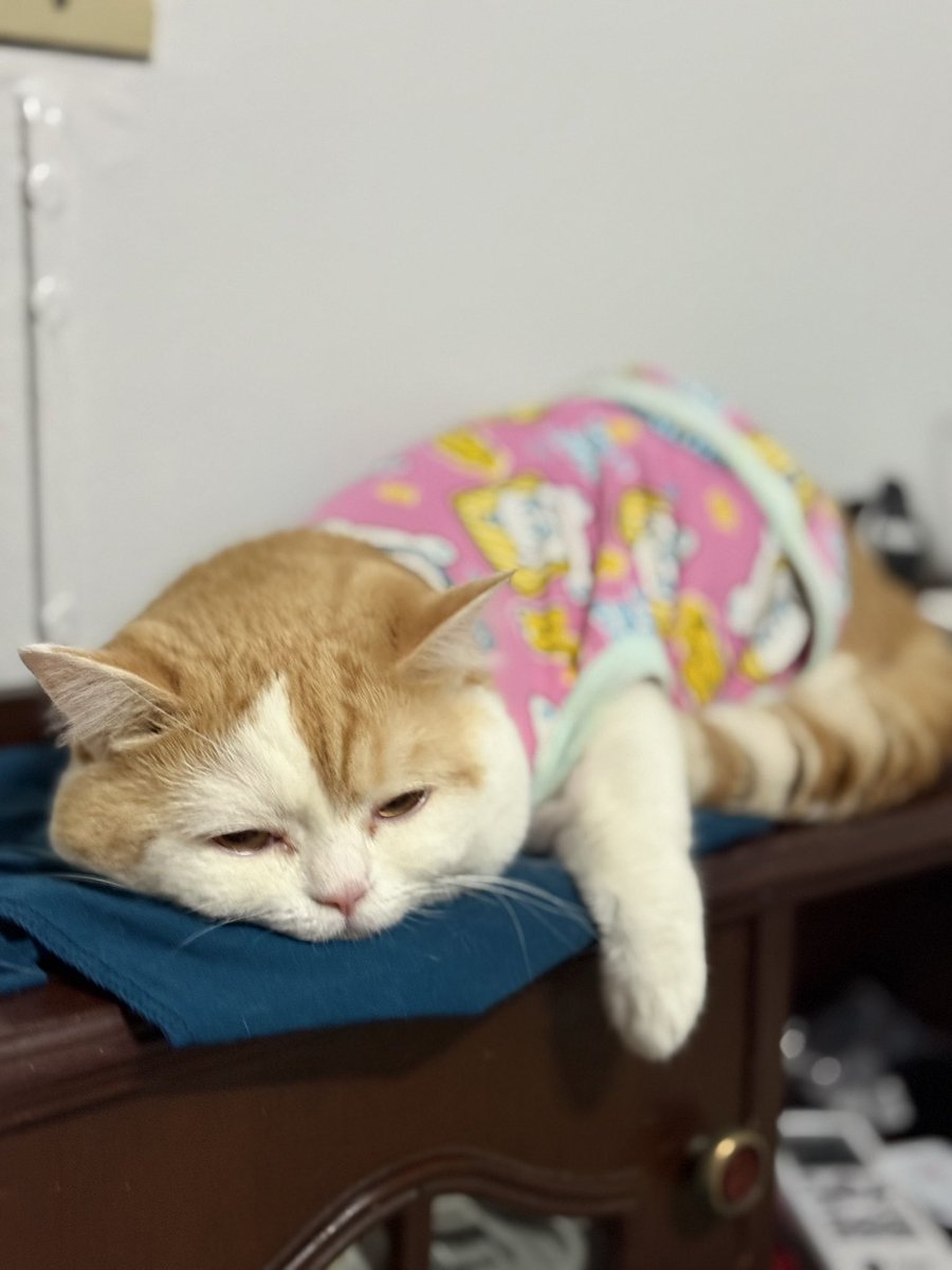 Arthur_catspace's tweet photo. ชีวิตมันเป็นไงอะ https://t.co/tUYLZWTuGN