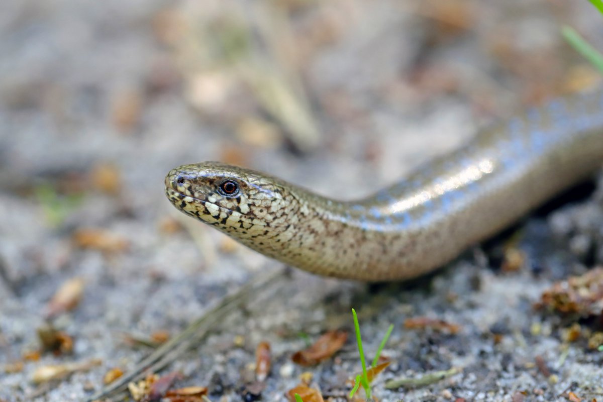 Spotted on the paths at Dundreggan! 🐍A slow worm, soaking up the Highland sun,  an indicator of a balanced and healthy ecosystem. 📷These shy creatures thrive in areas with rich plant life, healthy soil, decomposing organic matter, and a strong population of other mini-beasts.