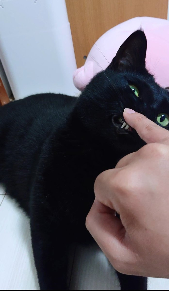 konbu0330's tweet image. ( * ` 皿 ´ )ｷﾞﾘｨ