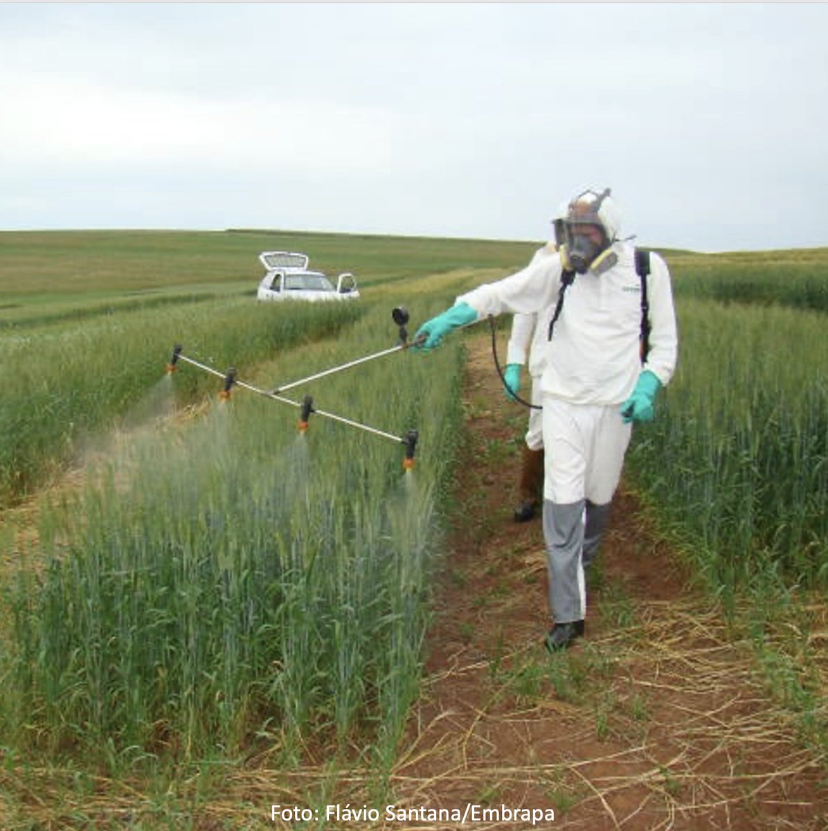 “Agrotóxicos: o veneno que volta para nós”
O Brasil ainda é um dos maiores consumidores de agrotóxicos do mundo. Nossos estudos têm mostrado que peixes e anfíbios amazônicos são extremamente sensíveis a esses compostos, mesmo em concentrações baixas.Mas os efeitos não param nos