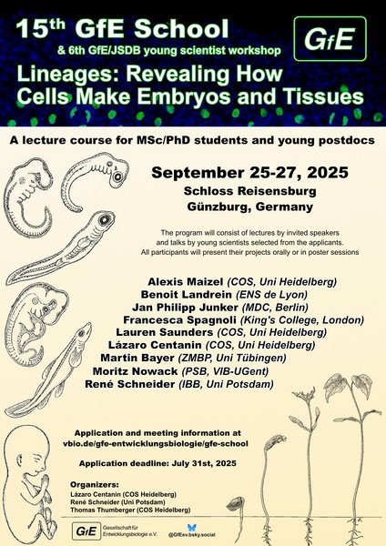 Only a few more days left to register for the German Society for Developmental Biology (GfE) Summer school 
vbio.de/gfe-entwicklun…