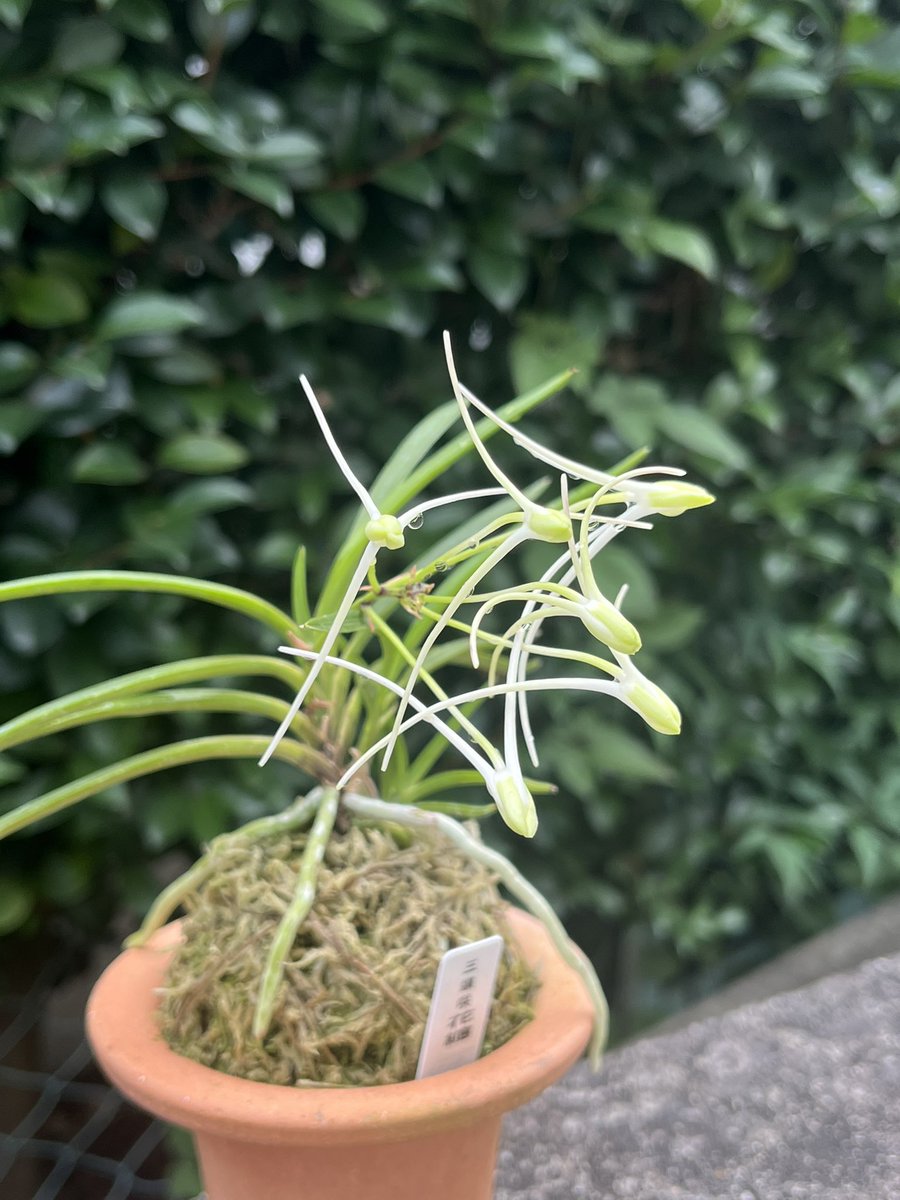 [祝^_^評価6000突破セール♫]富貴蘭　黄金丸(淀の黄花)1本子付き imgrc0069675544.jpg