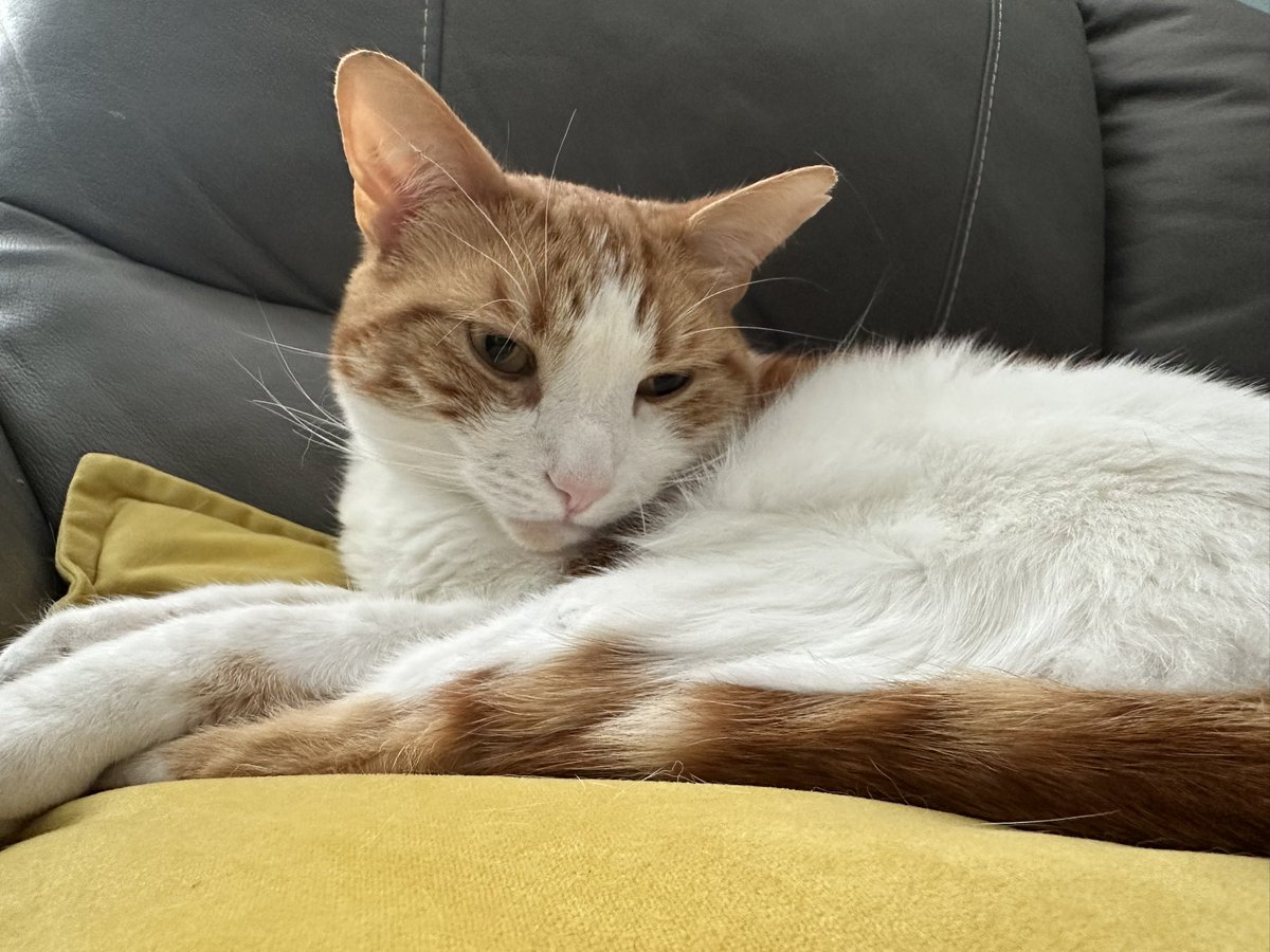 I’ve done the drive from home in Scotland to Silverstone 16362382 times and it never ever gets any shorter 😭😭

On a real though, buzzing for the weekend 🙌 missed the GP last year so can’t wait for it  

(Here’s a cat picture since I’ve been quiet on socials recently 🤝)