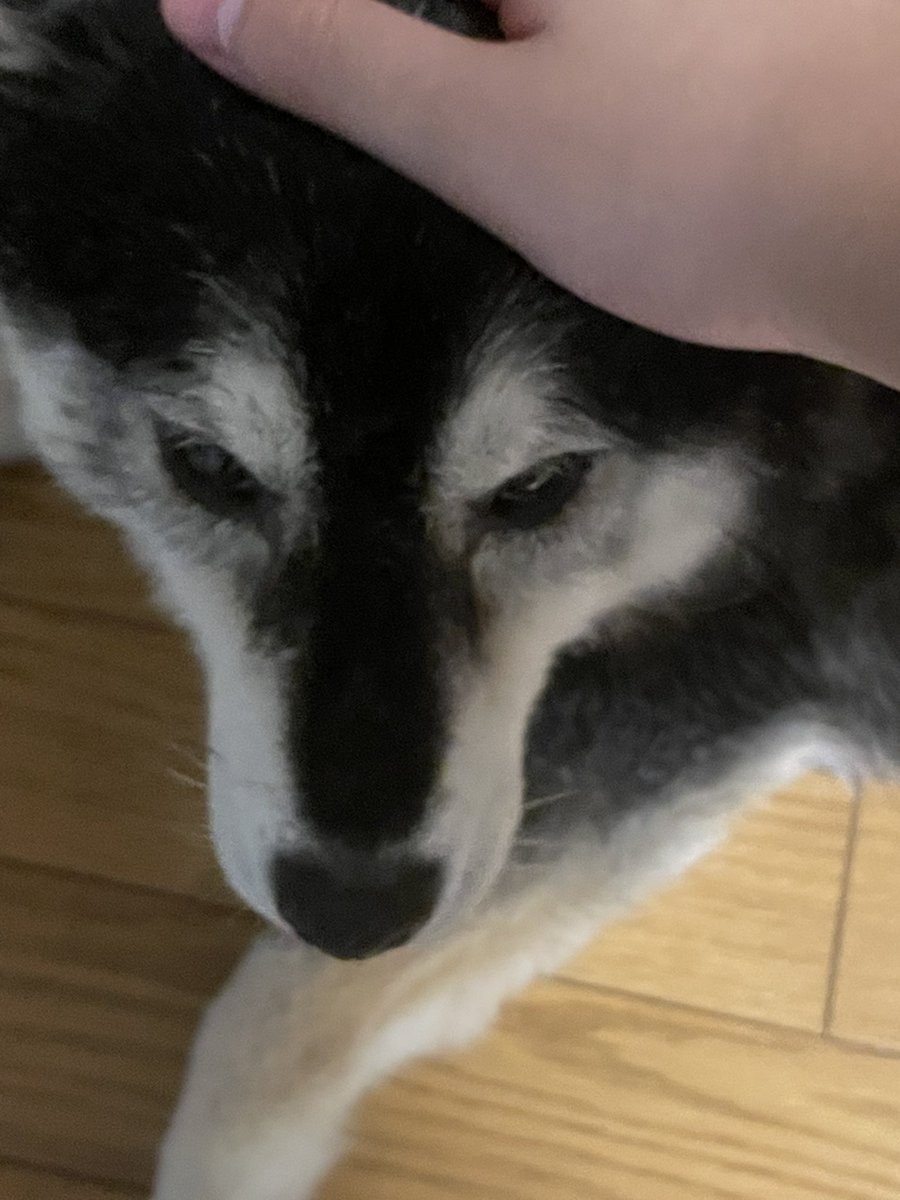 🔥ニギ🔥@準備中... tweet media