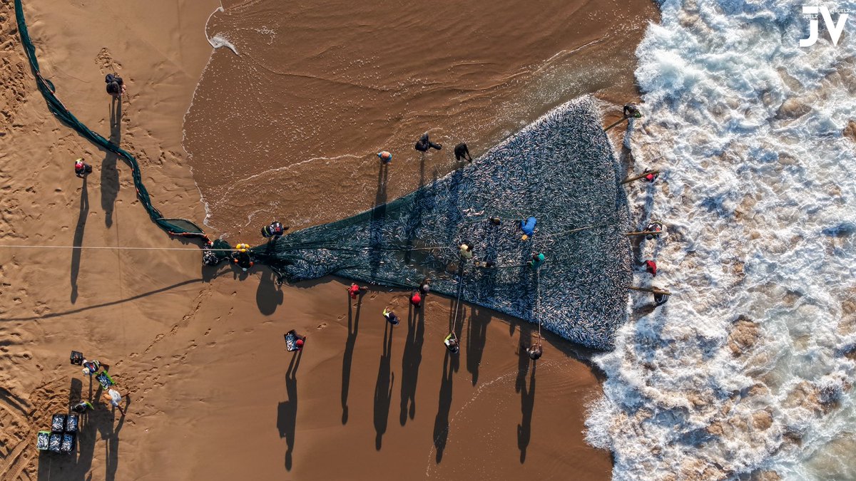 JuelzVisuelz's tweet image. Sardine Run 2025 | Isipingo Beach | 03 July!

Double Trouble at Isipingo Beach!

2 large nets, twice the excitement!

#SardineRun2025 #SardineRun #Sardines #TheGreatestShoal #IsipingoBeach #JuelzVisuelz