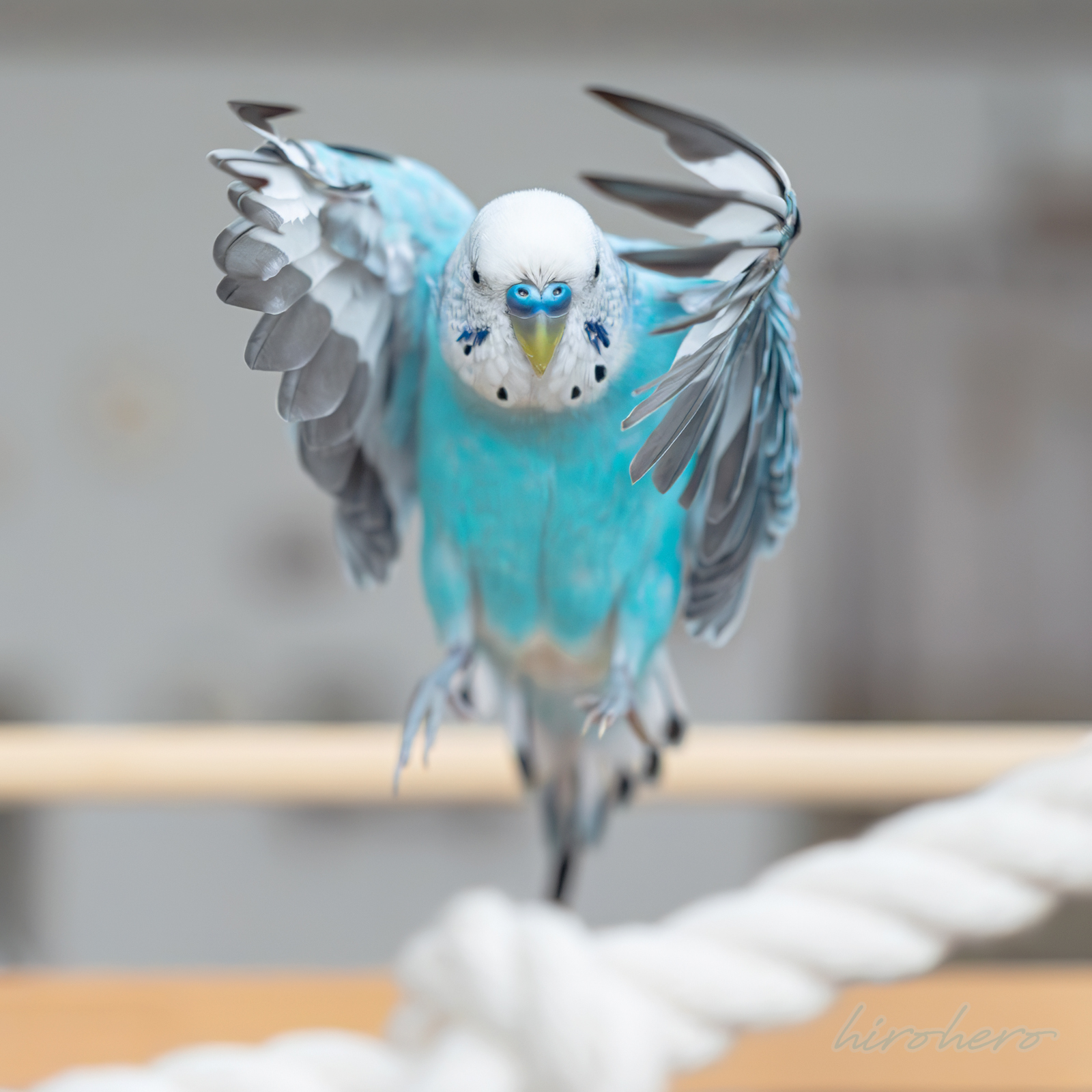 hiro様専用 アネモネ、信長、インコ - メルカリ