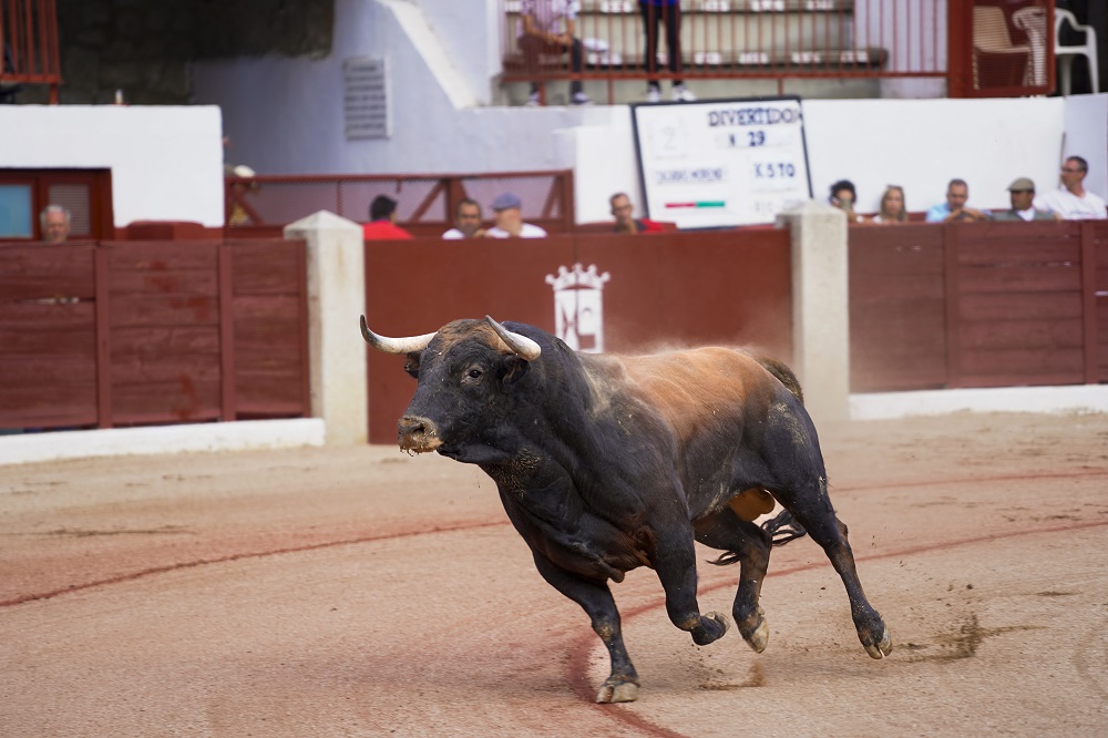 🗓 Miércoles 3 de septiembre
✅ Novillada sin picadores
🐂 El Álamo
➖ Rodrigo Cobo
➖ Juan Pablo Ibarra
➖ Marco Peláez

➕ Abonos y más información 👇