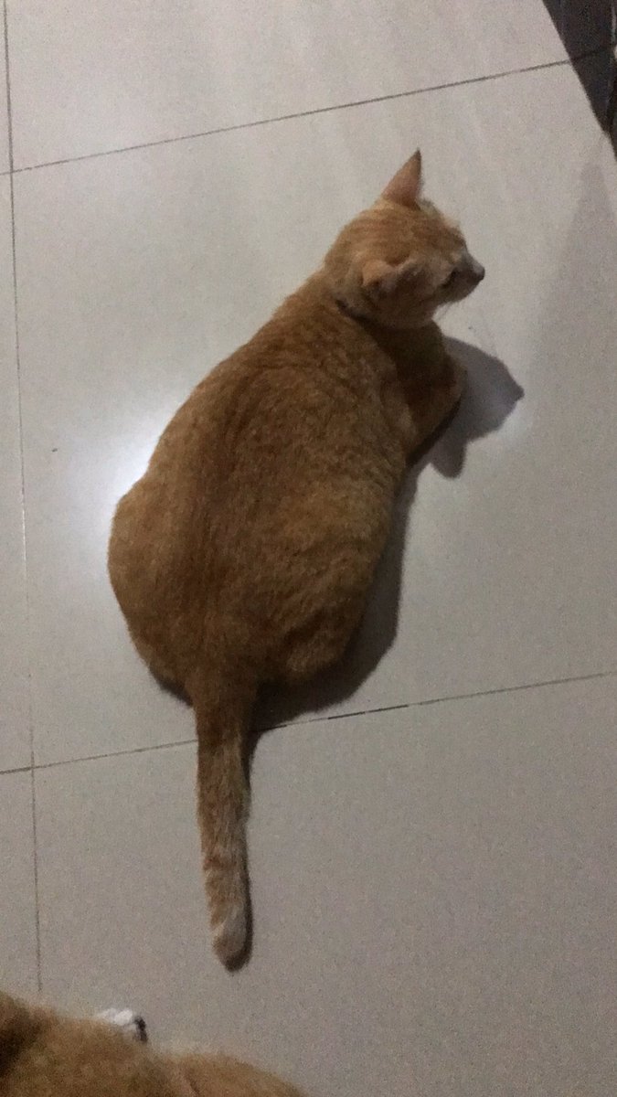 wow pake baking powder kah ini