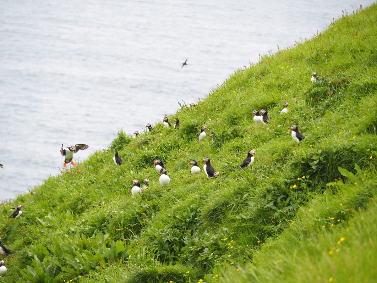 Veronika Drlíková tweet media