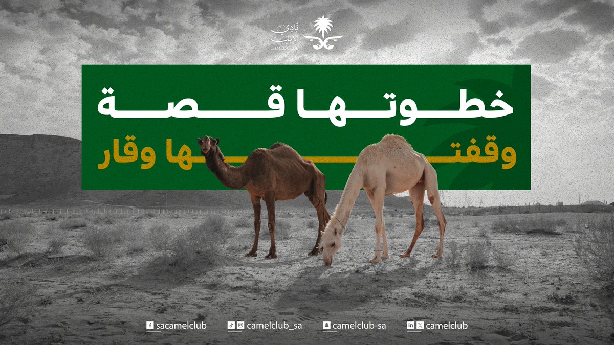 CamelClub's tweet image. الهدير صدى الابل في صمت الرمال  
يحيي مجد الاجداد في قلوب الاحفاد  

#نادي_الإبل