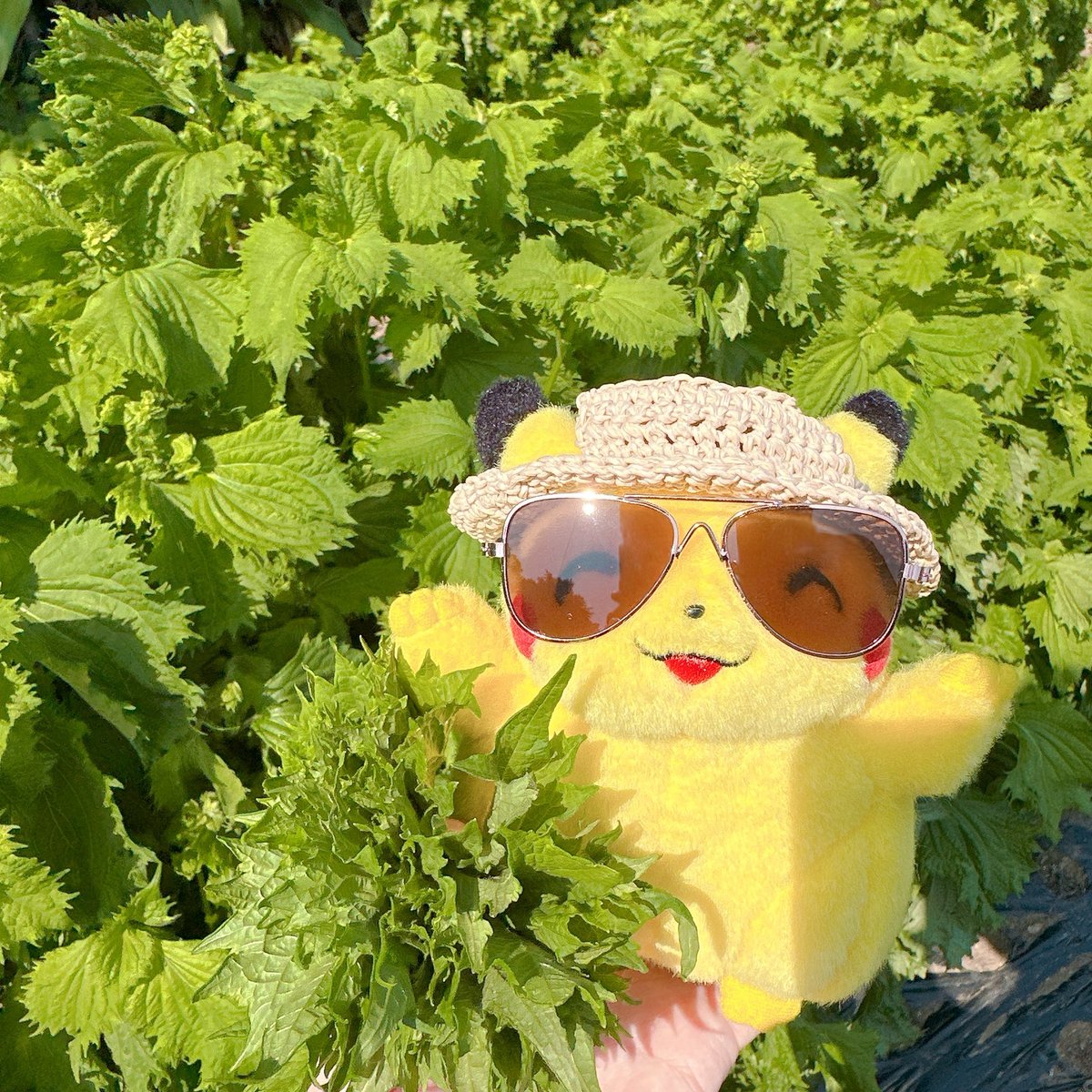 chai_pudding's tweet image. わさわさのシソッパ🌿
（好きなだけ持ってけとおばあちゃんから貰った）