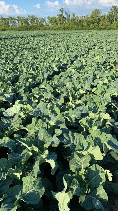 omexag's tweet photo. Growing fruits and vegetables and trying to decide on the next step to preserve yield and quality? Give your #OmexRep a call and seek solutions from #OmexCanada. #uPtaKeIC #SuperB #Cytokelp #CalMaxComplete #K50 #PGRs #Biologicals #Biostimulants #Spray25 #WestCdnAg https://t.co/hOPTfCsQ6N