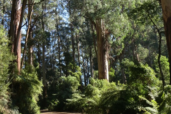 🏕️ Exciting news! 

Our Spring Retreat is happening mid-October at Allambee Camp in the stunning Strzelecki Ranges, Gippsland. 2 nights in brand new, sparkling clean lodging for just $95/adult (shared accom). Non-members welcome too 🌲 #vBTC DM for deets