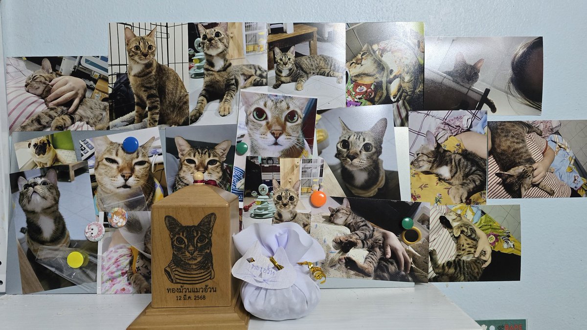 xiahjaashop by ม้วน tweet media