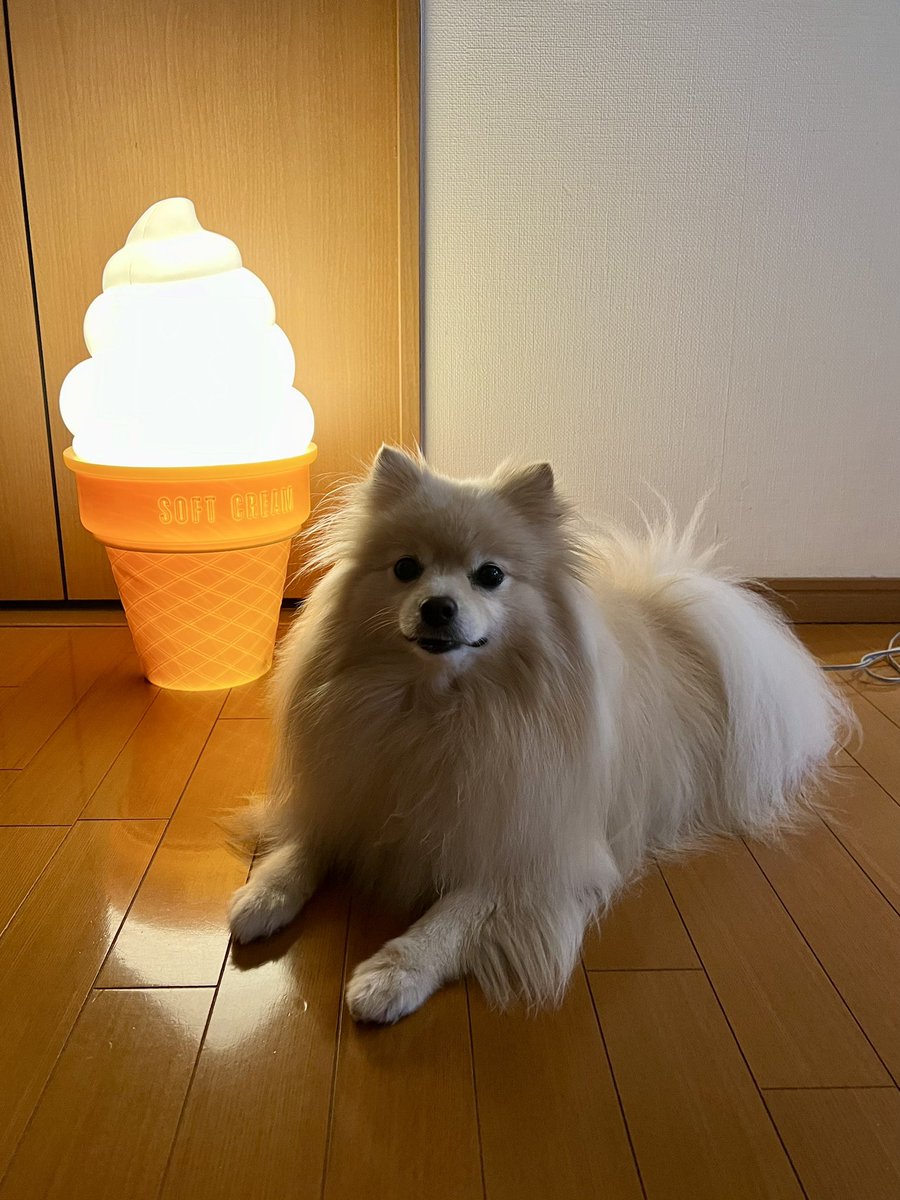 2024年、一万円札…日本経済の父・実業家の渋沢栄一氏
五千円札…女子高等教育の先駆者・津田梅子氏
千円札…近代日本医学の父・医学者の北里柴三郎氏
20年振りに同時に「新しい紙幣が発行された日」💴
母ちゃんの🆕お財布⁉️ナウイきゅん‼️👛🐶
📸「ソフトクリームの日」🍦パチリ✨