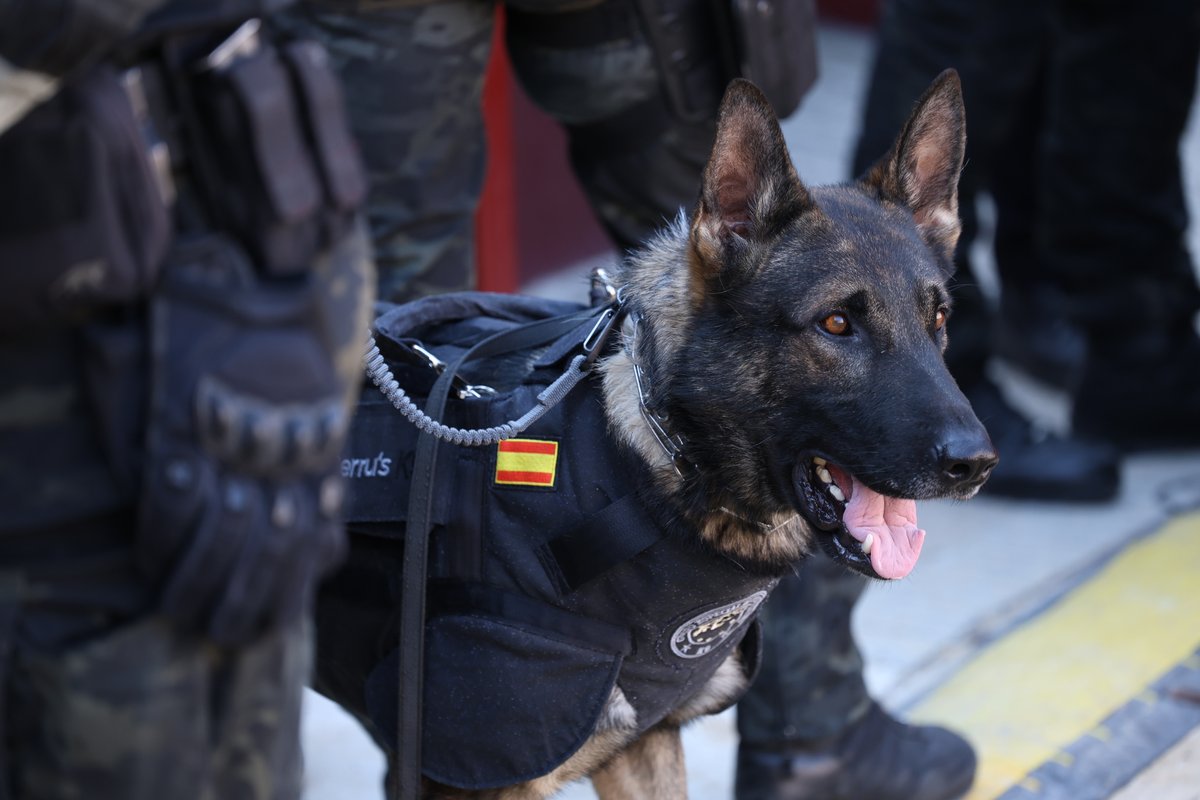 🐾 Abandonar a un animal no es solo un acto cruel

🚨 Es un delito castigado por la ley

😭 Más de 290.000 lo sufrieron el año pasado

#NoAlAbandono #WeLoveAnimals