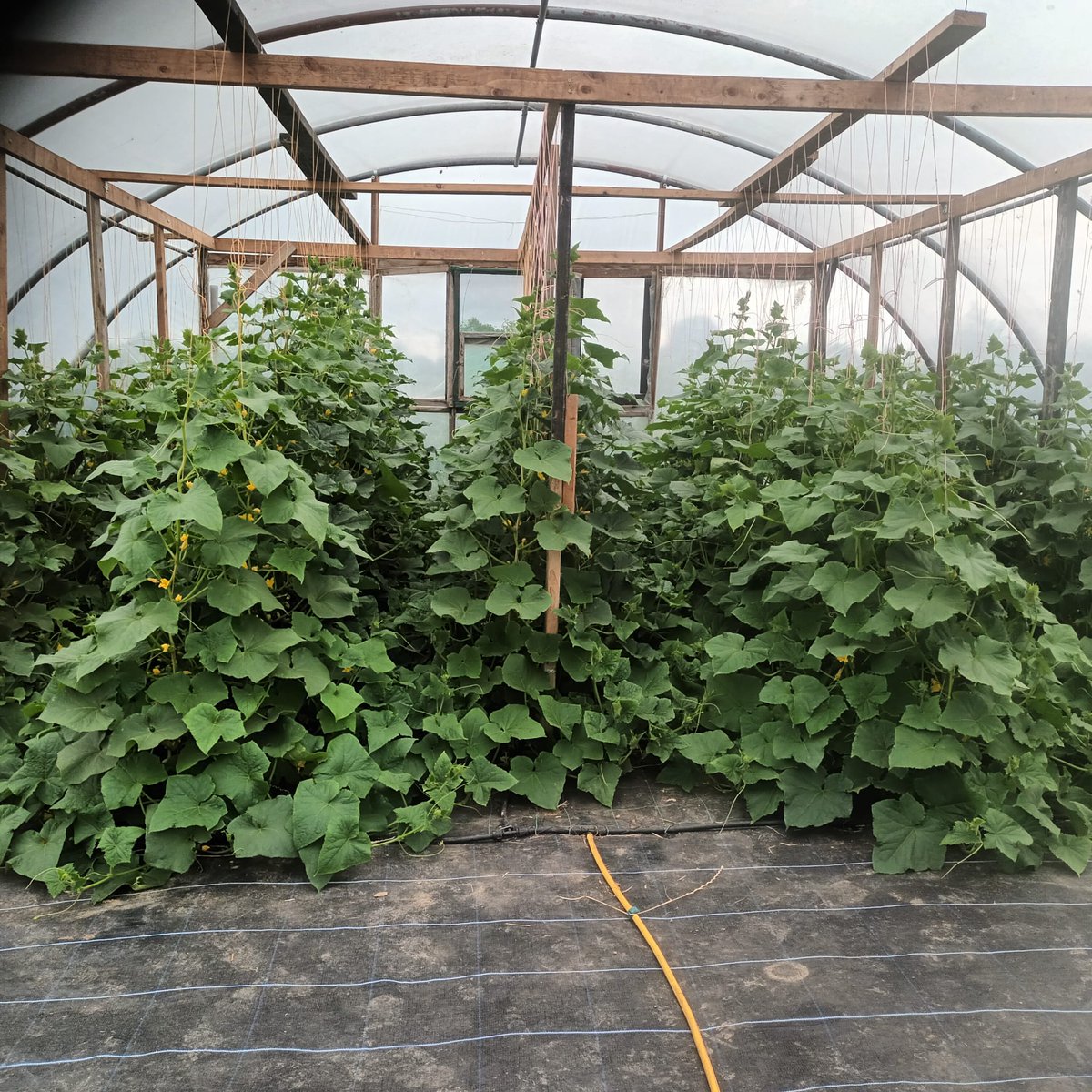 DerrybegFarm's tweet photo. As the season gets into full swing, #Derrybeg's summer veg are making great progress.
See our cucumbers filling out the polytunnel and our leafy lettuce begging to be made into a delicious salad 🥒🥬😋

#kildarecountycouncil #organic #csa #farmtofork https://t.co/w5mbqSdfqg