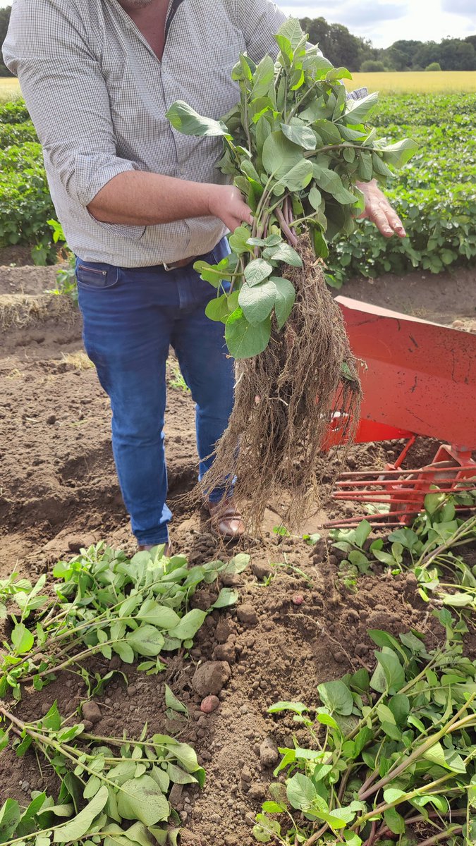 EithneBrowne's tweet image. Test run for our 2025 potato #Shovelomics kicking off next week. 500 plants of 400 over varieties to be taken out and phenotyped for #root and #rhizosphere traits with the @Root2Res and @TeagascCrops Potato Breeding Programme crew 🥔 🚜