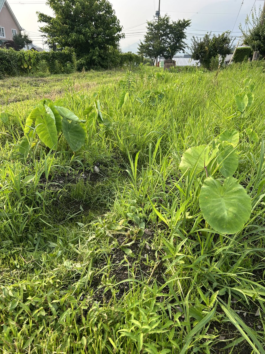 草と共に育つ里芋。単に作業が間に合っていないだけ🙂‍↕️
