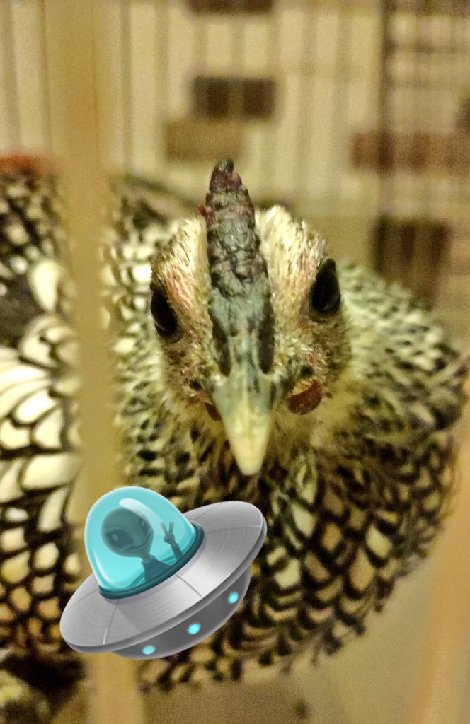 こんなに宇宙人大好きでこんなに宇宙人と交信したがってるんだから今日ぐらい会いに来て欲しいものだな…🤔👽️🛸
ちなみに好きな宇宙人もいて、アンドロメダ星人と、プレアデス星人と、シリウス星人です( ﾟдﾟ )ｸﾜｯ!!