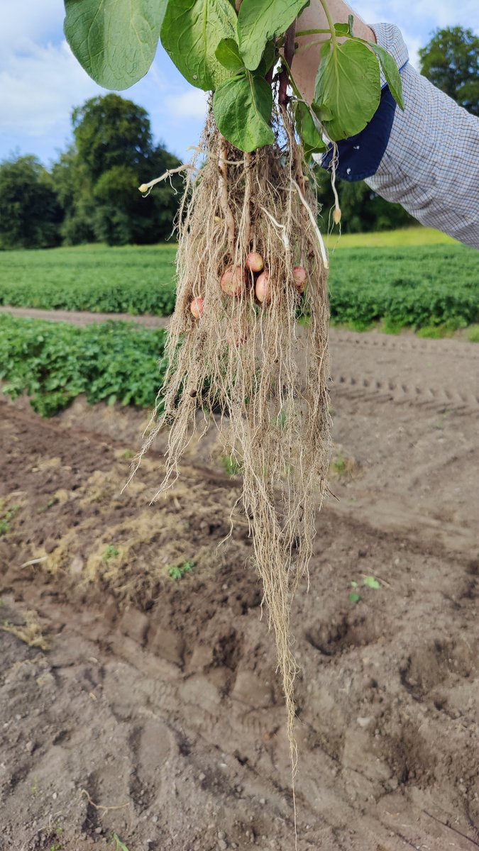 EithneBrowne's tweet image. Test run for our 2025 potato #Shovelomics kicking off next week. 500 plants of 400 over varieties to be taken out and phenotyped for #root and #rhizosphere traits with the @Root2Res and @TeagascCrops Potato Breeding Programme crew 🥔 🚜