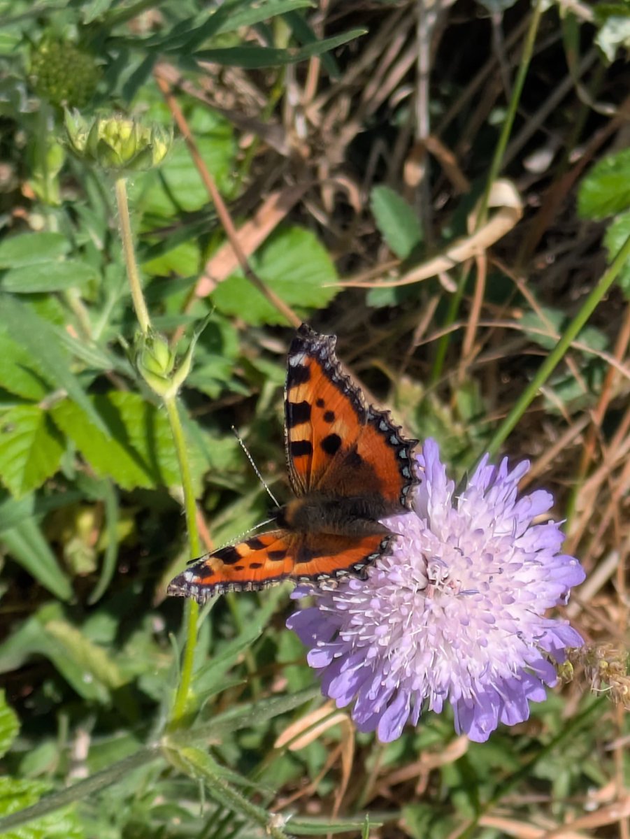 MDSuperCluster's tweet photo. Megan, our Martin Down #FarmerCluster facilitator is out on farm today doing butterfly surveys (WCBS) which is done annually (twice - July/Aug) on all the farms to monitor abundance and diversity - since the baseline in 2017!! @MeganRural  #followthescience @Gameandwildlife https://t.co/MYkDZHi4kW