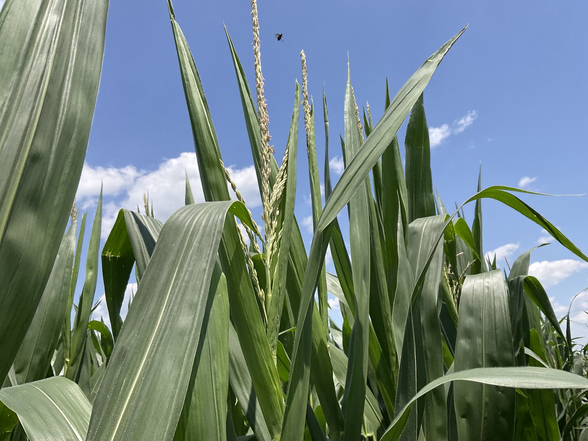 Starting to see some tassels, silks and pollen flying.  

Pic taken at Pottebaum Crop Services, mid April planting and hybrid is P02405PCE.

With all the sunshine, you can see the with the deep dark green color of this crop it is intoxicated with photosynthates!!  

Pollination