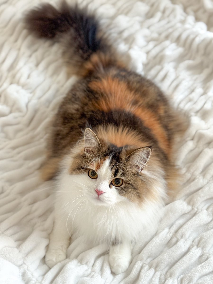 yukari_anzai's tweet image. 🐈新しい家族のご紹介です🐈
末っ子の甘えん坊、シアちゃんです🌼
天真爛漫で遊ぶことが大好きな
スコティッシュフォールドの女の子ෆ ̖́-
8月27日に1才になります🧁
これからよろしくお願いいたします🌻
✎𓈒𓂂𓏸テディとシアのインスタ✎𓈒𓂂𓏸
instagram.com/p/DLpPnfGzphF/…