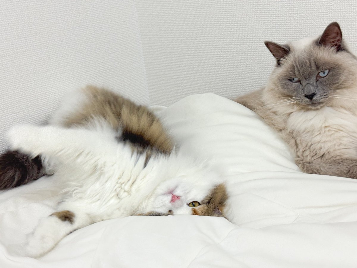 yukari_anzai's tweet image. 🐈新しい家族のご紹介です🐈
末っ子の甘えん坊、シアちゃんです🌼
天真爛漫で遊ぶことが大好きな
スコティッシュフォールドの女の子ෆ ̖́-
8月27日に1才になります🧁
これからよろしくお願いいたします🌻
✎𓈒𓂂𓏸テディとシアのインスタ✎𓈒𓂂𓏸
instagram.com/p/DLpPnfGzphF/…