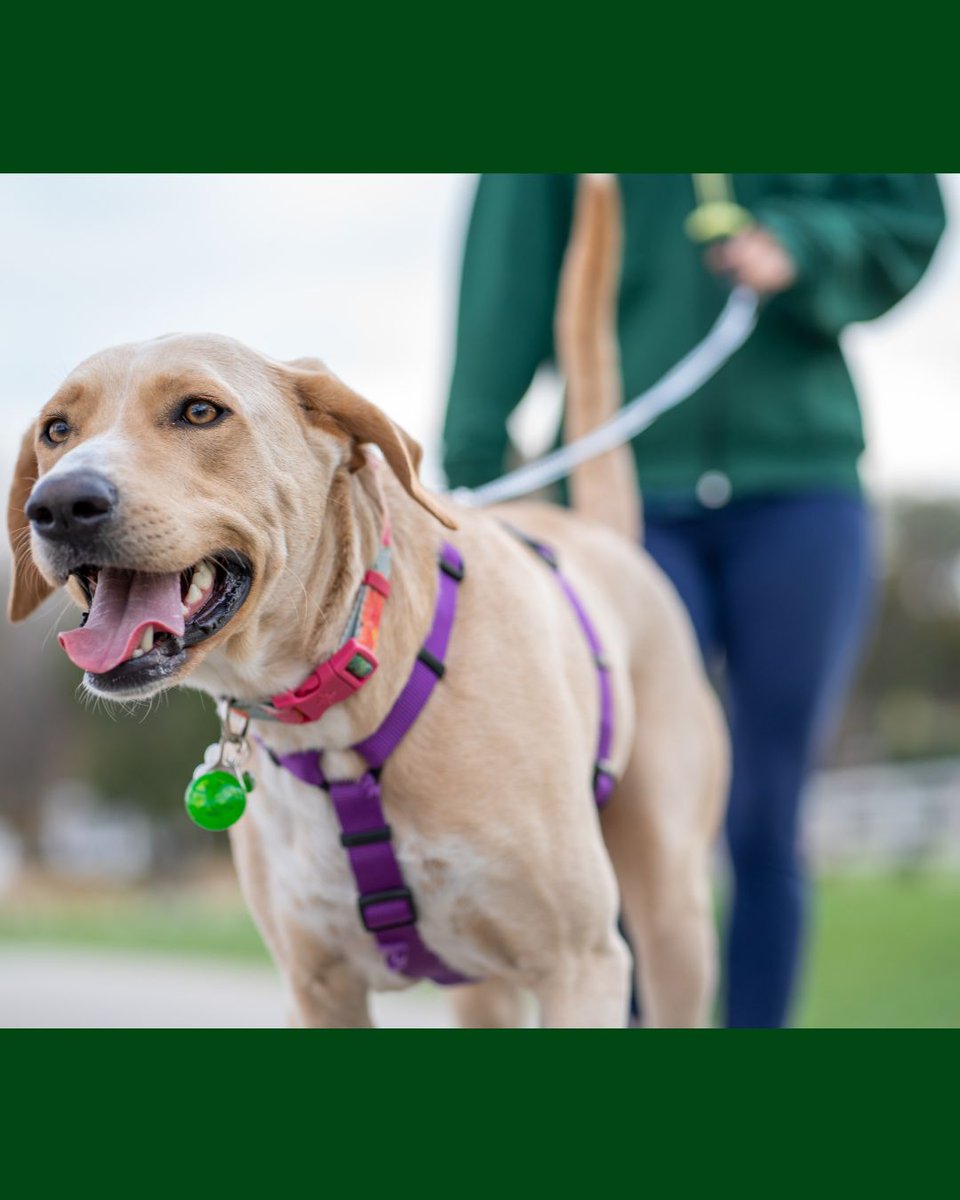 CityCorpHeath's tweet image. 🐾If you are paid to walk dogs on the Heath, you need a dog walking licence. 

Apply online for a new licence, or for a renewal, if you&apos;ve previously held a licence.

cityoflondon.gov.uk/things-to-do/g…