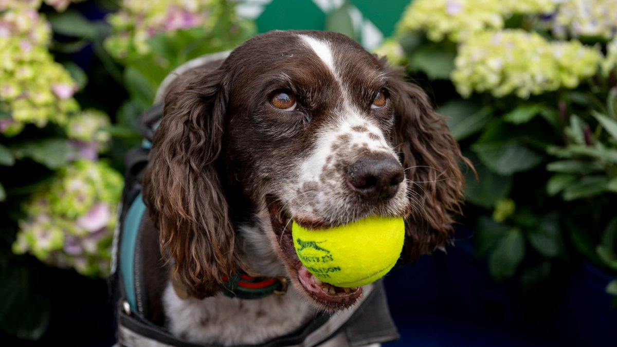 Anyone order some WimbleDogs content? 🥹

#Wimbledon