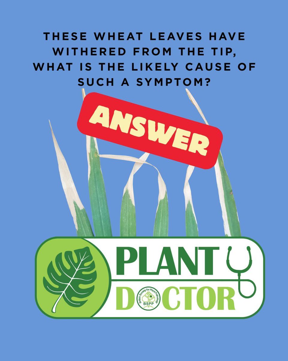 BS_PP's tweet image. Answer: Abiotic scorch
The tan leaf tips with a sharp boundary between dead and healthy tissue point to scorch, in this case caused by ammonium nitrate applied in strong sun.
#plantdoctorquiz