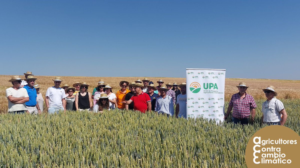 🌾 UPA BURGOS muestra el campo demostrativo de cereales que están desarrollando en Rabé de los Escuderos.

Este 2025, UPA BURGOS continúa su apuesta por la innovación agraria con un nuevo campo demostrativo, donde agricultores de la zona conocerán de primera mano el