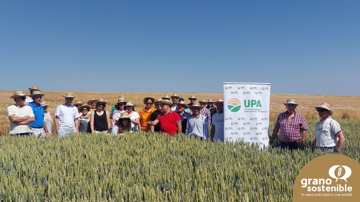 GranoSostenible's tweet image. 🌾 UPA BURGOS muestra en Rabé de los Escuderos el campo demostrativo que han desarrollado, donde evalúa variedades de cereal (R1, R2 y R3) según su adaptación y productividad.
Ciencia y tecnología al servicio del campo.
#UPABurgos #Agricultura #CampoDemostrativo