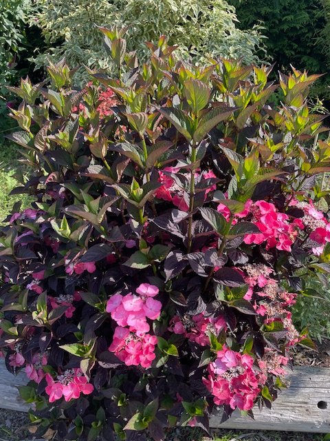 Hydrangea Daredevil! 
This is the star of our Van Vliet New Plants display on the nursery at the moment! Bright pink flowers set against the darkest of purple foliage
1200 #peatfree P9 available week 30 if you are quick! #newplants