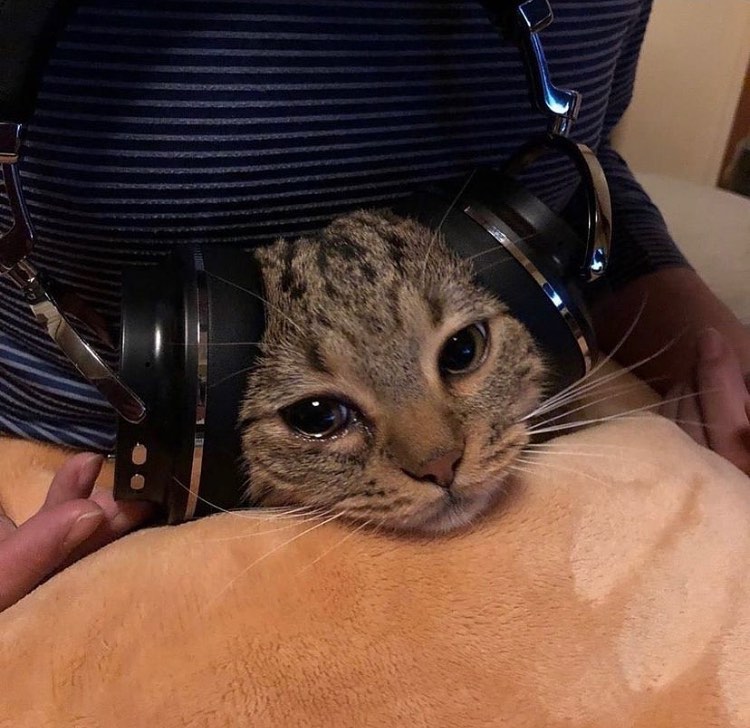 Punch Cat (@punchingcat) on Twitter photo 