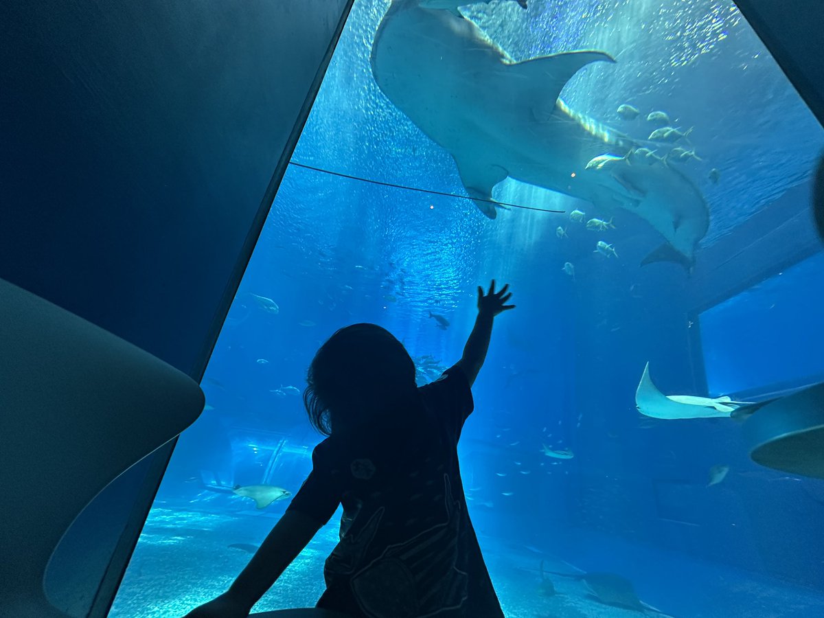 koutaiwanami's tweet photo. 美ら海水族館でジンベイザメを見てきました。
明日夜帰る予定です。 https://t.co/mq1dX97UZP