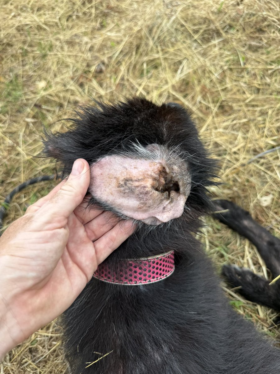 Niall Harbison tweet media