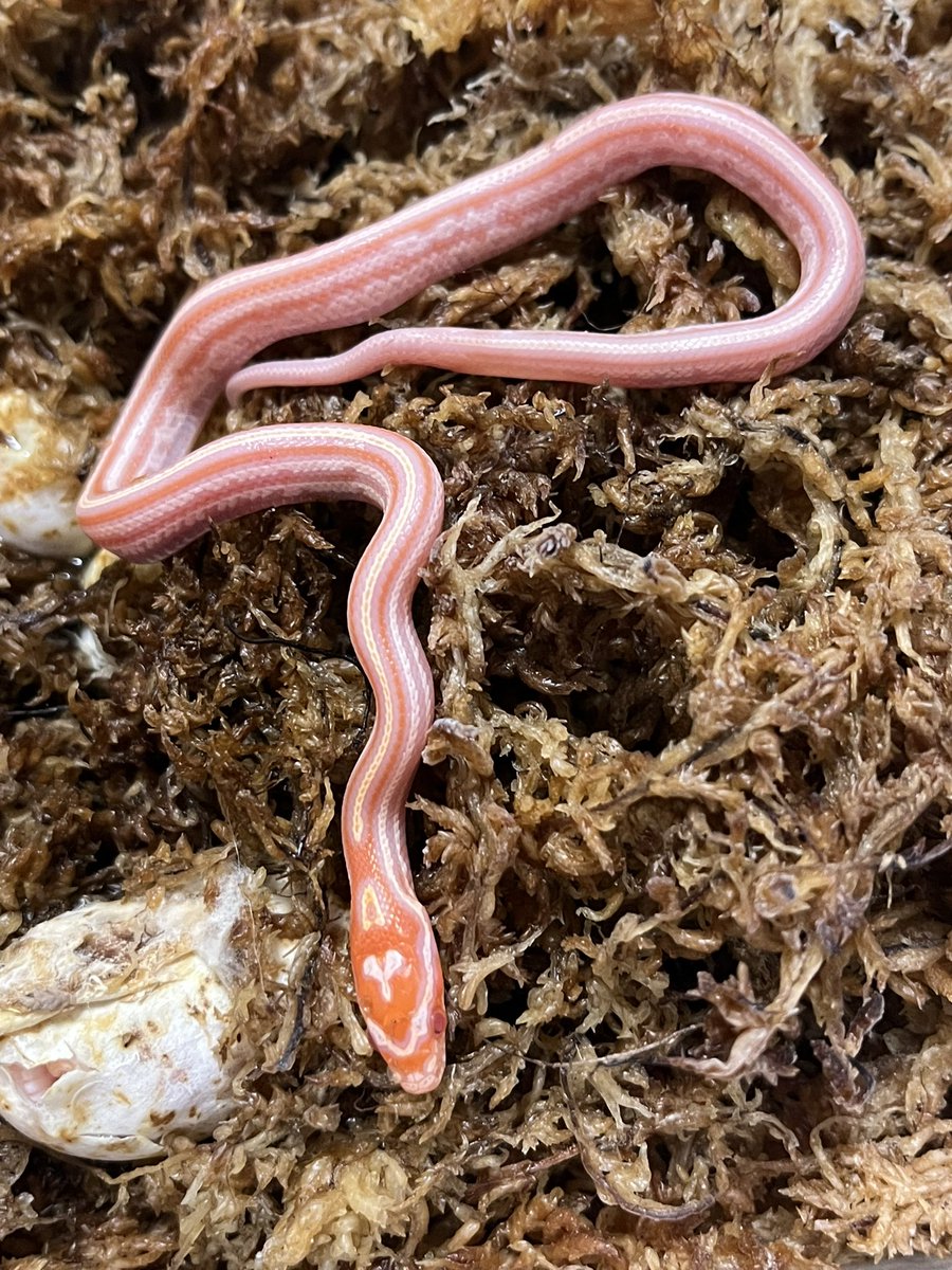 なかなかupできずにすみません🙇
ゾクゾクとハッチしております、例年より数は少ないですがカワイイ姿を見せてくれました😄ありがとう😊
 #コーンスネーク #フトアゴ #爬虫類好き #Port