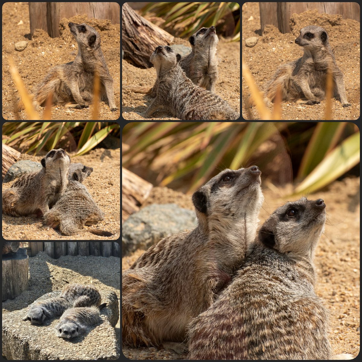 MonkeyIOW's tweet image. 🌍 Happy #WorldMeerkatDay! 🌍
Say hi to Tanami, Zuri & Kolo — our mischievous mob at the haven.💛
Meerkats take turns standing guard while others forage — teamwork goals! 👀🛡️
Visit & catch them in action! 📸🦡
#IsleofWight #MeerkatMischief #TanamiZuriKolo