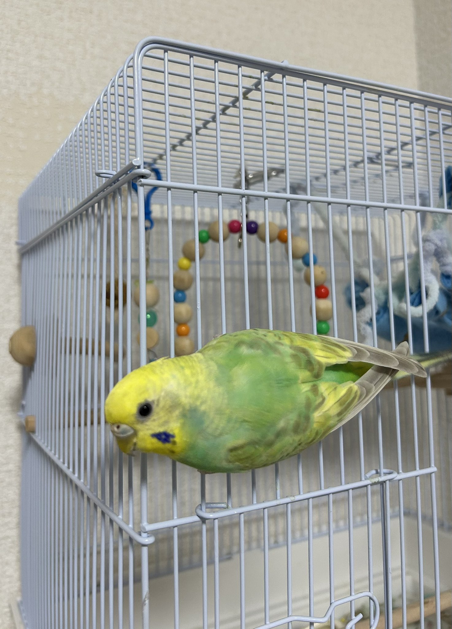 金運インコ kotakeninko (@kotakeninko) / X